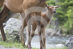 Baby Mule Deer peeps around his mom.