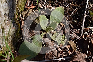 Baby Mullein is ready to grow at Niagara Glen