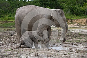 Baby with mum of the Asian elephant. Indonesia. Sumatra. Way Kambas National Park.