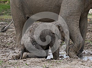 Baby with mum of the Asian elephant. Indonesia. Sumatra. Way Kambas National Park.