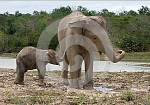 Baby with mum of the Asian elephant. Indonesia. Sumatra. Way Kambas National Park.