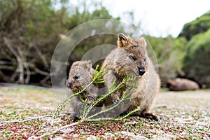 Baby and mum quokka eating green twigs. Cute quokkas on Rottnest Island, Western Australia photo