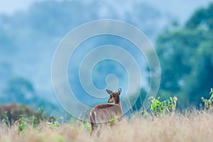 Baby Muntjac or Deer in the grassland in rainy season. Tropical forest in the mist backgrounds. Khao Yai National Park. UNESCO The