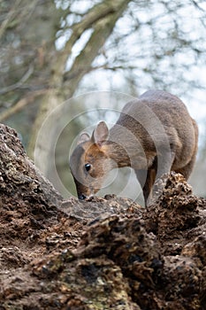 Baby muntjac deer standing atop stones, head bowed down in a contemplative pose