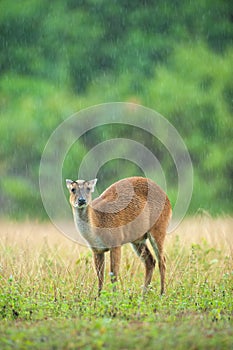 Baby Muntjac in the rain