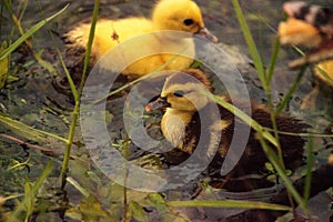 Baby Muscovy ducklings Cairina moschata flock