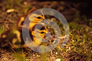 Baby Muscovy ducklings Cairina moschata flock