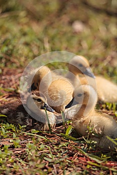 Baby Muscovy ducklings Cairina moschata flock