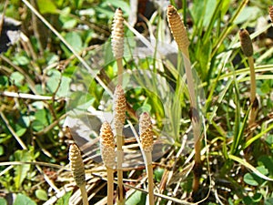 Baby mushrooms pushing up through the ground debris