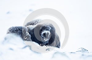 Baby musk ox in Dovrefjell mountains in winter