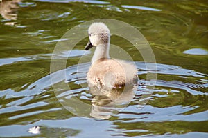 A baby mute swan with its back to the camera.