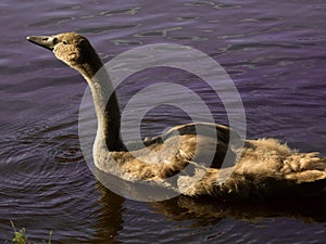 Baby Mute swan in the river