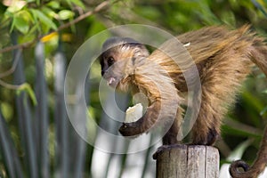 Baby nail monkey cub eating banana photo