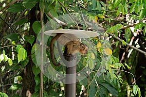 Baby nail monkey on lamp post