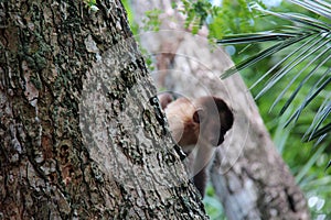 Baby nail monkey,  on top of a tree