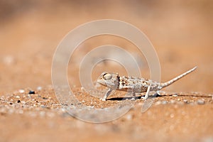Baby Namaqua chameleon Chamaeleo namaquensis.