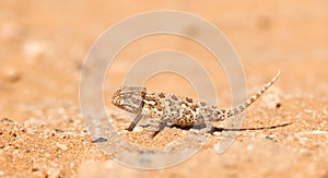 Baby Namaqua chameleon Chamaeleo namaquensis