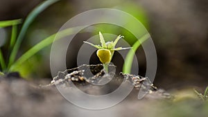 Baby neem plants growing through the soils.