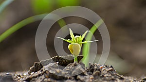 Baby neem plants growing through the soils.