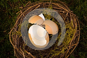 Baby nest digital backdrop photo