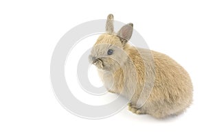 Baby of Netherland dwarf rabbit