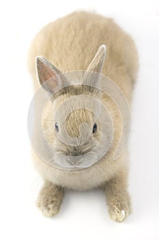 Baby of Netherland dwarf rabbit