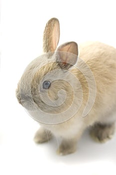 Baby of Netherland dwarf rabbit