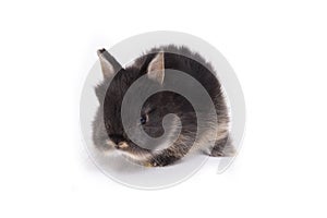 Baby netherland dwarf rabbit on white background