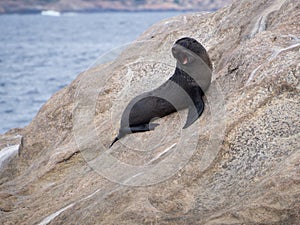 Baby New Zealand Fur Seal on a rock in Esperance, Western Australia