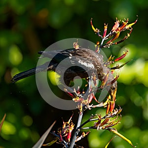 A baby New Zealand Tui feeding on flax flower nectar and in so doing fertilising the flax flower