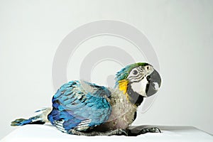 Baby newborn blue and gold Macaw (Ara ararauna) 55 days old