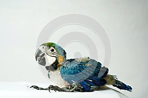 Baby newborn blue and gold Macaw (Ara ararauna) 55 days old