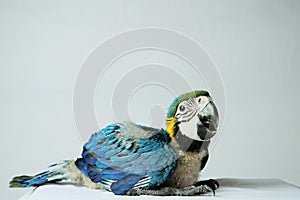 Baby newborn blue and gold Macaw (Ara ararauna) 55 days old