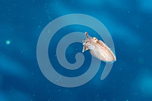 Baby newborn cuttlefish egg macro close up
