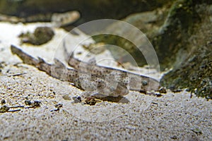 Baby newborn dogfish underwaterclose up portrait
