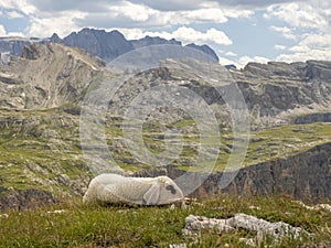 Baby newborn sheep portrait relaxing on dolomites mountains background
