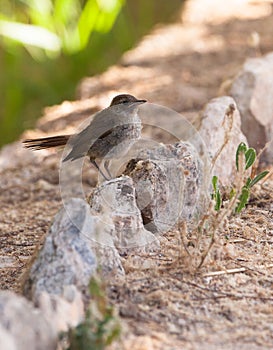 Baby Nightingale