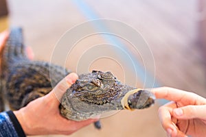 Baby Nile crocodile