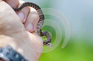 Baby Northern Watersnake in Hand