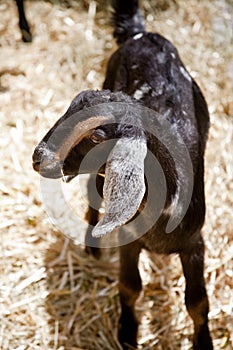 Baby Nubian Goat Kid