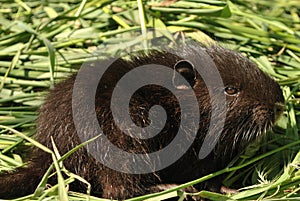 Baby nutria