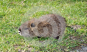 Baby nutria