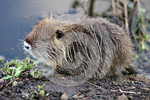 Baby nutria