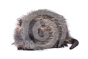 Baby nutria isolated on white background. One brown coypu Myocastor coypus isolated.