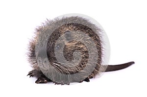 Baby nutria isolated on white background. One brown coypu Myocastor coypus isolated.