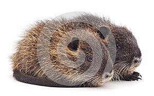 Baby nutria.