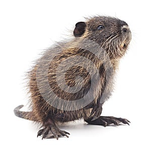 Baby nutria.