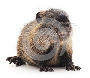 Baby nutria.