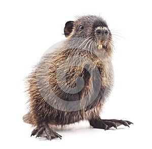 Baby nutria.