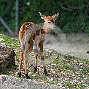 Baby Nyala Antelope - Tragelaphus angasii. Wild life animal